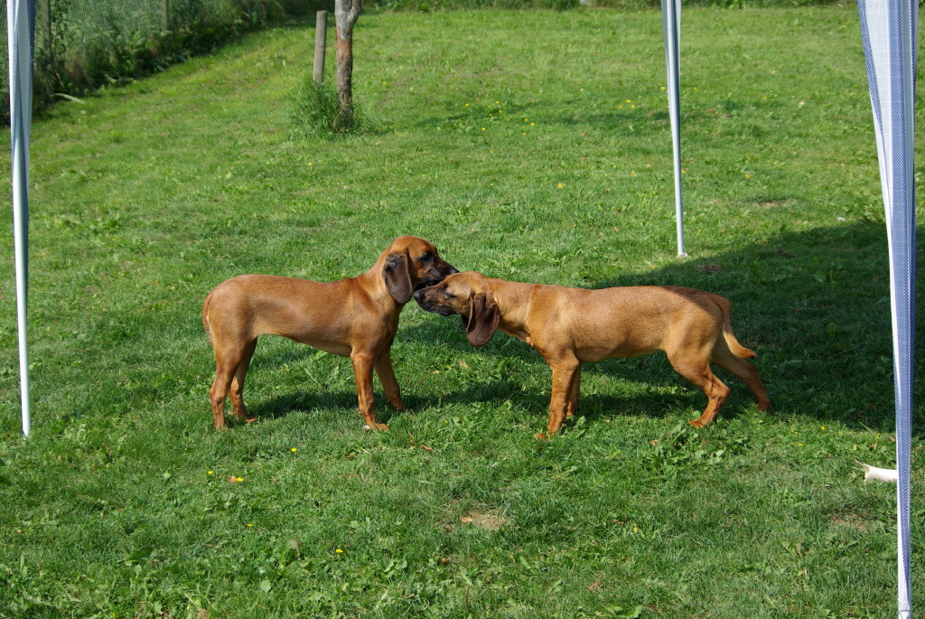 Anor ex syster e-kort